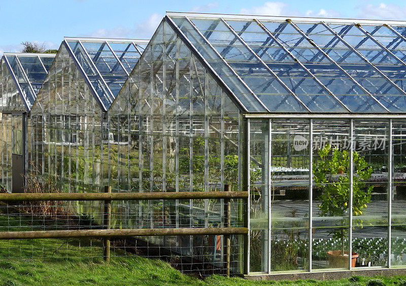 花园中心苗圃内的商业温室/温室图片，种植植物